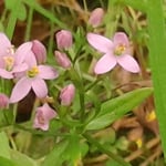Tausendgüldenkraut - Centaurium erythraea  ©Barbara Langer