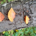 Baumpilze  ©Margareta Loscher