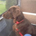 Stella in den Flumserbergen