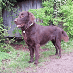 Sky (Sanibelbreeze Evening Sky)