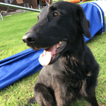 Fée im Agility Training