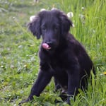 Flück (Sanibelbreeze Full of Joy)