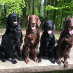 Tane Kiri Fée und Brownie