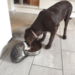 Feela (Sanibelbreeze Frozen Chai Tea)