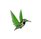 Céline Jourdain - Zanim permaculture