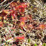 Unterwegs im NSG Schwarzes Moor