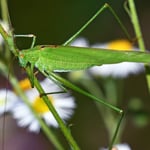 Gemeine Sichelschrecke, Foto: Hans Schwarting LBV/NABU