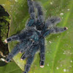 Mygale Matoutou. Photo Pierre Gutierrez.