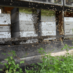 Die Hofeigenen Bienen. Der Tannenhonig kann auch probiert werden ;-)