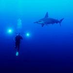 Christoph and the Hammerhead, Bunaken