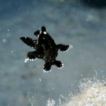 ich habe einen Mini Froschfisch gefunden im Sand 