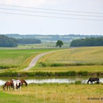Ein typischer Lebensraum der Schleiereule (Foto: LBV)