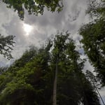 Gemarkung Blumberg, sterbende Buche