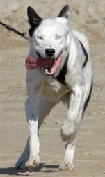 Dogscooting am Strand