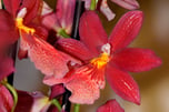 Hybride Orchideen zuhause