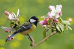 Eine Kohlmeise sitzt auf einem dünnen Ast mit rosafarbenen Kirschblüten