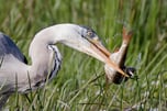 Ein Graureiher mit einem Fisch im Schnabel