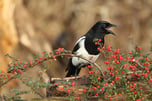 Eine Elster sitzt auf einem Busch mit kleinen roten Beeren