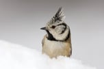 Eine Haubenmeise im Schnee