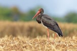Ein Schwarzstorch auf einem Weizenfeld bei Sonnenschein