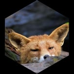 rigardo, lange erlen, rotluchs, fuchs, enten, eulen, basel, wildschweine, 