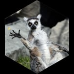 rigardo, kattas, pinguine, kamele, elefanten, knie kinderzoo, giraffen, raperswilen, zebras, perlhuehner, nutria, seeloewen, gepard, flamigo, ermaennchen, elefanten