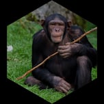 rigardo, gossau, walter zoo, tiere ,schimpansen, kamele, pony, tiger, maerchenwelt, zirkuszelt, st.gallen, savanenhaus, feneken, erdmaenchen, lanzelot, gelbaucharas, wüstenbusard