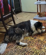 Louvic is very hairy and now that he is allowed into the house because it is so cold and he is arthritic he gets very warm in the winter too!