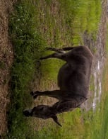 Dharma found some green grass, she's been put on a diet.