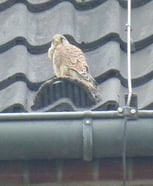 Neugieriger Blick auf Neumünster: Eines der ausgeflogenen jungen Turmfalken. Foto: M. Sch.