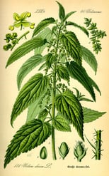 Urtica dioica; un engrais naturel