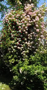 Un très beau rosier chez René