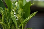 Muguet 'Albostriata'