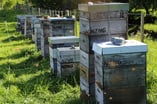 NZ Ngauranga Ltd beehives located in Dunedin