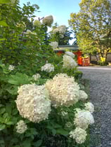 熊野妙法山のピラミッドアジサイ