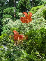 熊野妙法山阿彌陀寺のオニユリ（鬼百合）