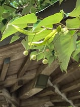 妙法山の菩提樹の実