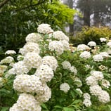 阿弥陀寺のコデマリ（小手毬）