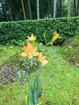 阿弥陀寺のヒオオギ（緋扇）