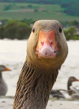 Foto einer wilden Gans