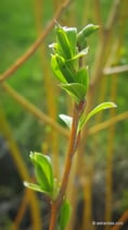 Salix alba ssp. vitellina (L.) Schübl. & Martens 1834 - Dotterweide - Saule blanc subsp. vitellina - Salice bianco ssp vitellina -  Golden Willow
