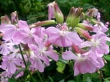 Saponaria officinalis (L.) -  Echtes Seifenkraut - Saponaire officinal -  Saponaria - Common soapwort