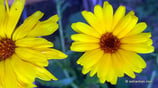 Calendula officinalis (L.) - Garten-Ringelblume - Souci officinal - Calendola - Marigold