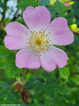 Rosa dumalis x pendulina Rosamunda PiRo3 - Pillnitzer Vitaminrose Rosamunda - Rosier Rosamunda PiRo3 - Rosa Rosamunda PiRo3 - PiRo3 Rose