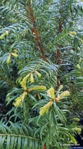 Taxus baccata (L.) - Europäische Eibe - If à baies - Tasso - European Yew