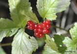 Ribes alpinum (L.) - Alpen-Johannisbeere - Groseillier des Alpes - Ribes rosso - Alpine currant