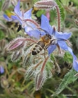 Borago officinalis (L.) - Borretsch - Bourrache officinale - Borragine - Borage
