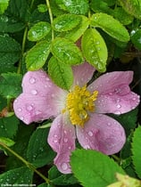 Rosa subcollina (CHRIST) - Falsche Hügel-Rose - Rosier des collines - Rosa subcollina - False Hill Rose