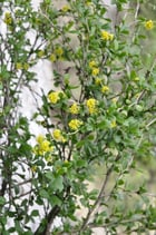 Berberis vulgaris (L.) - Gemeine Berberitze - Epine-vinette - Crespino comune - Common barberry