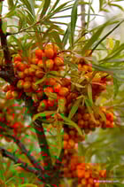 Hippophae rhamnoides (L.) - Sanddorn - L'Argousier  - L'olivello spinoso - Sea-Buckthorn